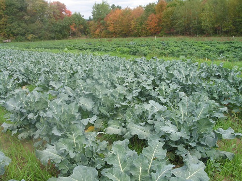Jual sayur kale organik