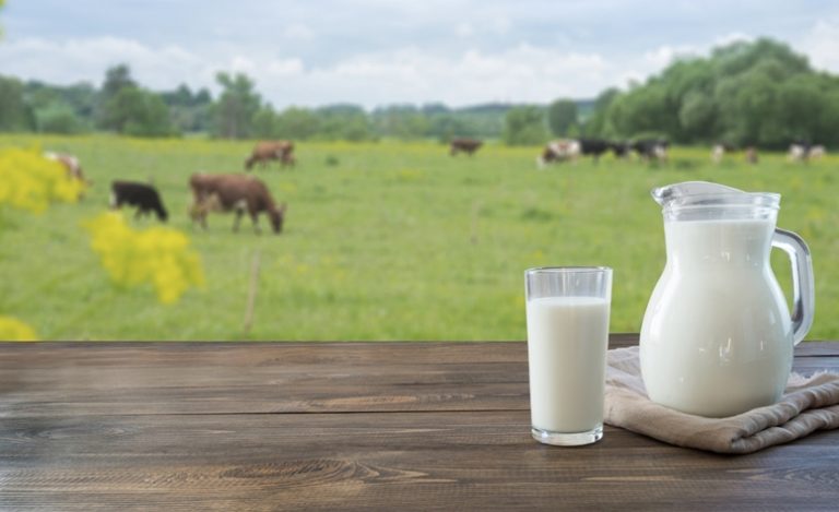 Sejarah Halal Dan Mengapa Memilih Susu Sapi Murni Halal