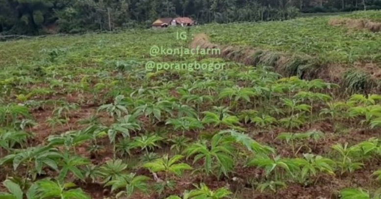 bibit porang katak super